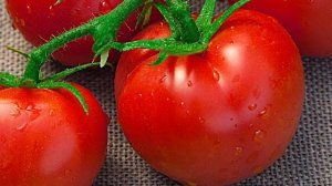 Томат Быстрёнок F1