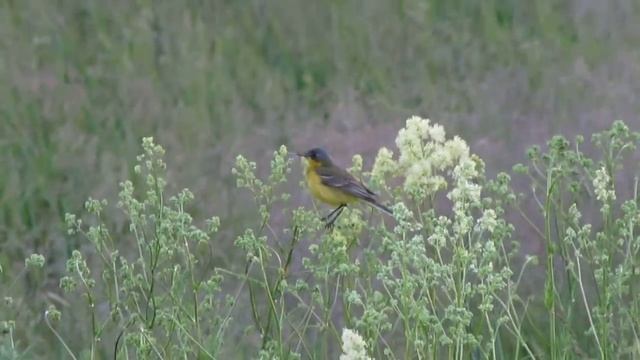 Желтая Трясогузка (Western Yellow Wagtail), summer, Saint-Petersburg смотреть онлайн