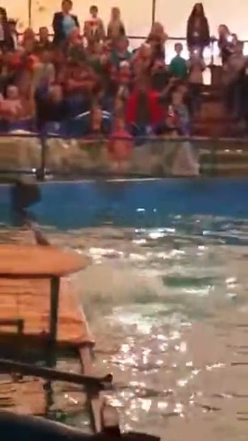 Dolphin show 2 смотреть онлайн