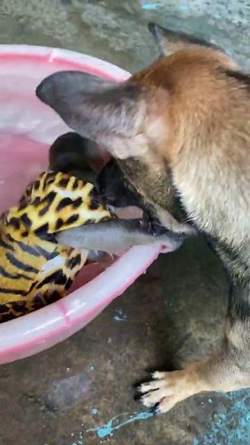 Funny moments of baby monkey #47 #shorts смотреть онлайн