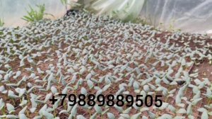 Огурец «Саунд» F1 через 60 дней  продажа огурцов от 6см до 12 см тел: 89889889505 тел: +79370909505