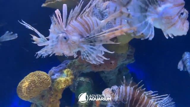 Midweek Moment of Calm with Lionfish смотреть онлайн