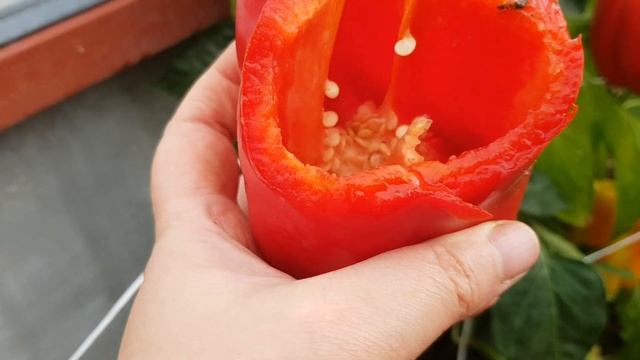 Перец сладкий Паланочка бабура 10.09.23