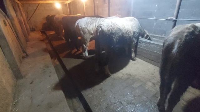 букаларга уч ай болду! кандай семириптир?быки три месяца на откорме!оцените друзья👍 смотреть онлайн