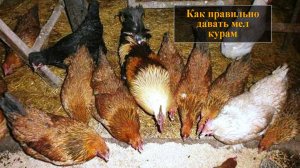 Как давать мел курам несушкам