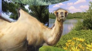 Поздравление с 8 марта от верблюда