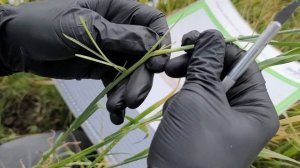 заморозки уничтожили озимую пшеницу