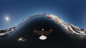 360 VR Eagle🦅 POV | VR 360° Experience