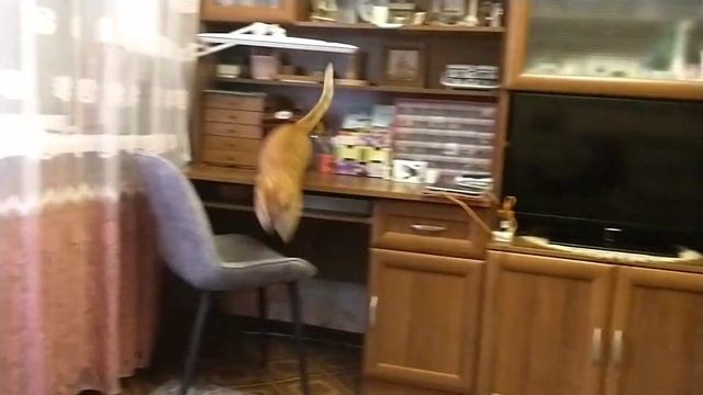 Кошка заинтересовалась мышкой... смотреть онлайн