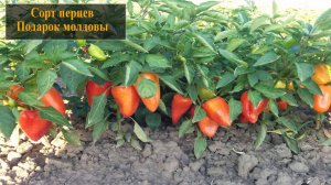 Сорт перцев Подарок молдовы