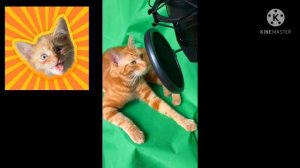 Simba-Симба я люблю тебя