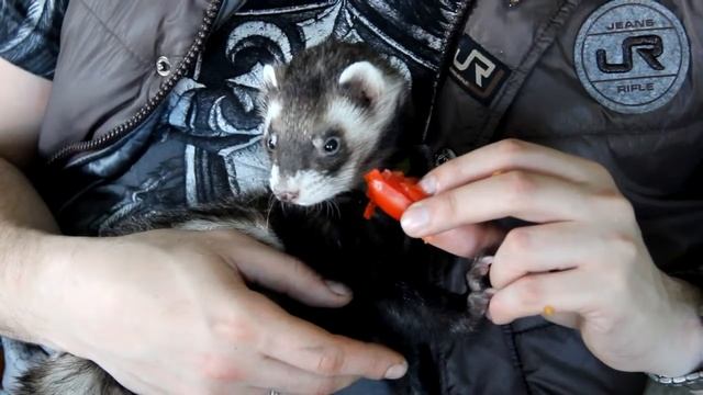 Хорёк и помидор :) смотреть онлайн