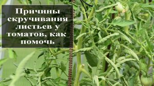 Почему у помидор скручиваются листья в теплице