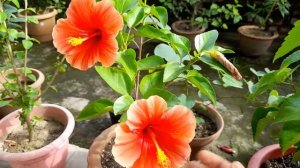 How to grow hibiscus plant/ All care tips (Bengali)