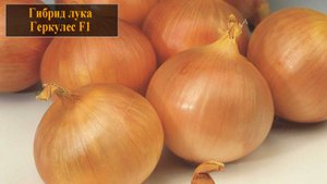 Гибрид лука Геркулес