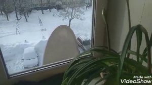 Как цветет домашняя лилия
