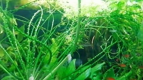 Кринум каламистратум, 06.07.2022 г.