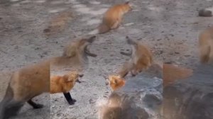 Лисы смеются.