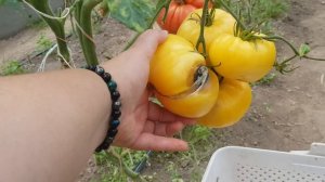 Сорт томата Большой зак желтый 26,08,23