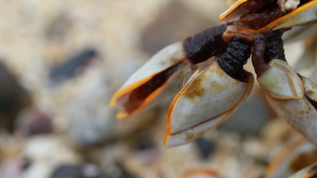 エボシガイ Lepas (Anatifa) anatifera Linnaeus, 1758 смотреть онлайн