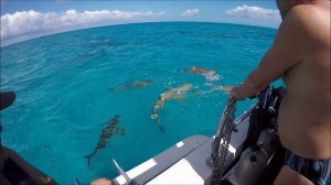 Багамы 2017 . Февраль