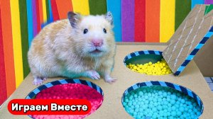 Разноцветный лабиринт с шариками для Хомяка ! Видео для детей ! Лабиринт с ловушками