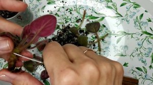 АВ- Последняя любовь самурая. Спасаем фиалочку.