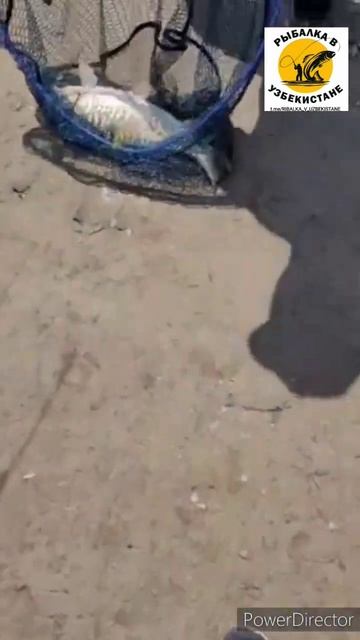 ЗОЛОТОЙ КАРП смотреть онлайн