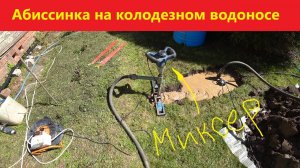 Абиссинка на колодезный водонос. СНТ "Лесное".