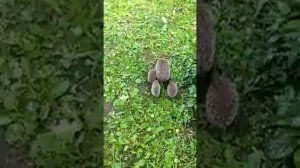 Ежиная семья на дачном участке
