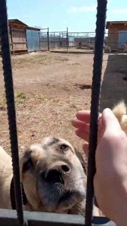 Питомник Кангалы Вятки 🐺🐶 #kangal #волкодавы #кангал #анатолийцы