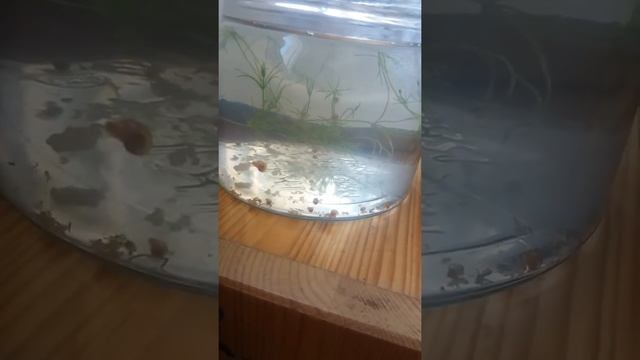 Sobrepoblación de los caracoles planorbis смотреть онлайн