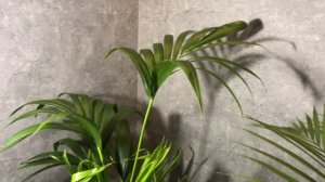 Пальма Ховея(Кентия) и Арека (Дипсис)Основные различия:визуальные,в уходе и требованиях к освещению