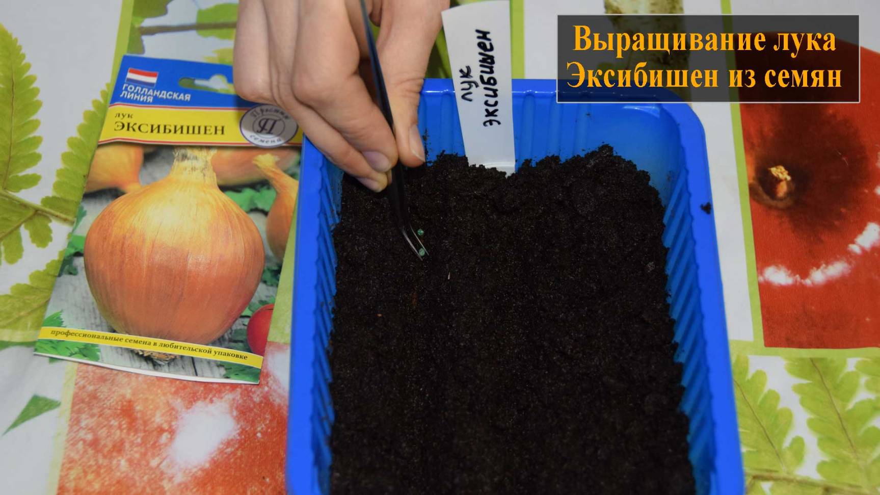 Лук Эксибишен выращивание из семян