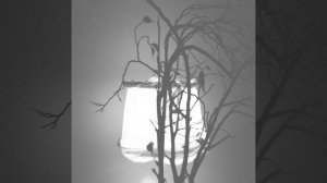 Крик журавлей