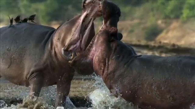 Внимание, внимание Господь грядёт скоро, гори для Него Первой Любовью, Причастие...