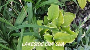 Коллекционный сорт хосты Lakeside Cha Cha #hosta #хоста #сорта #коллекция