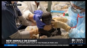 Franklin Park Zoo Debuts Baby Gorilla And Hippo