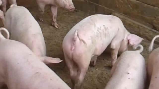 поросята#20220705племя#суперплемя 130503 смотреть онлайн