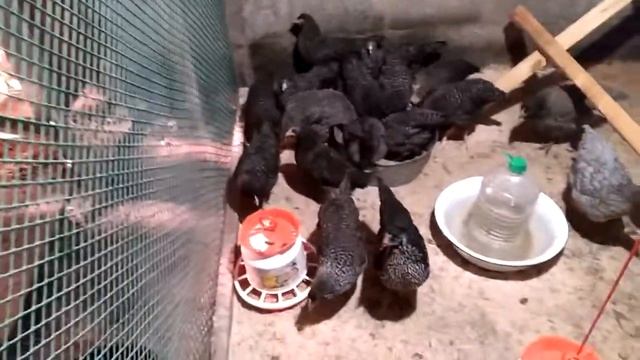 Куры доминанты смотреть онлайн