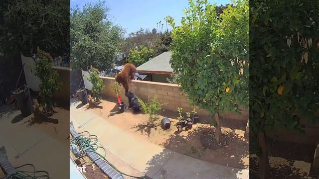 женщина столкнула медведя с забора защищая собак смотреть онлайн