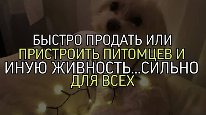 БЫСТРО ПРОДАТЬ ИЛИ ПРИСТРОИТЬ ПИТОМЦЕВ И ИНУЮ ЖИВНОСТЬ…ОЧЕНЬ СИЛЬНО…ДЛЯ ВСЕХ…