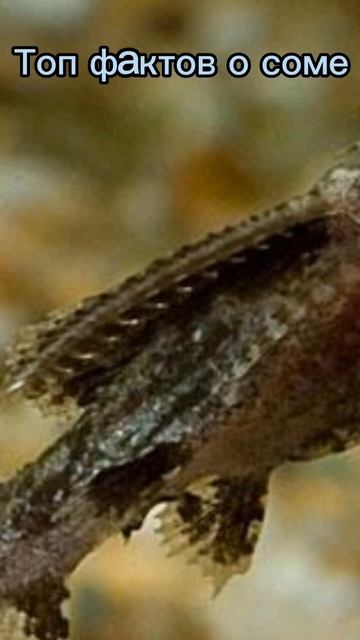 Интересные факты про сома 😊 #shorts смотреть онлайн