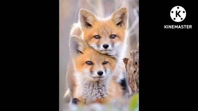 топ 10 милых фото