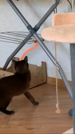 Максик и силиконовый червяк🐈