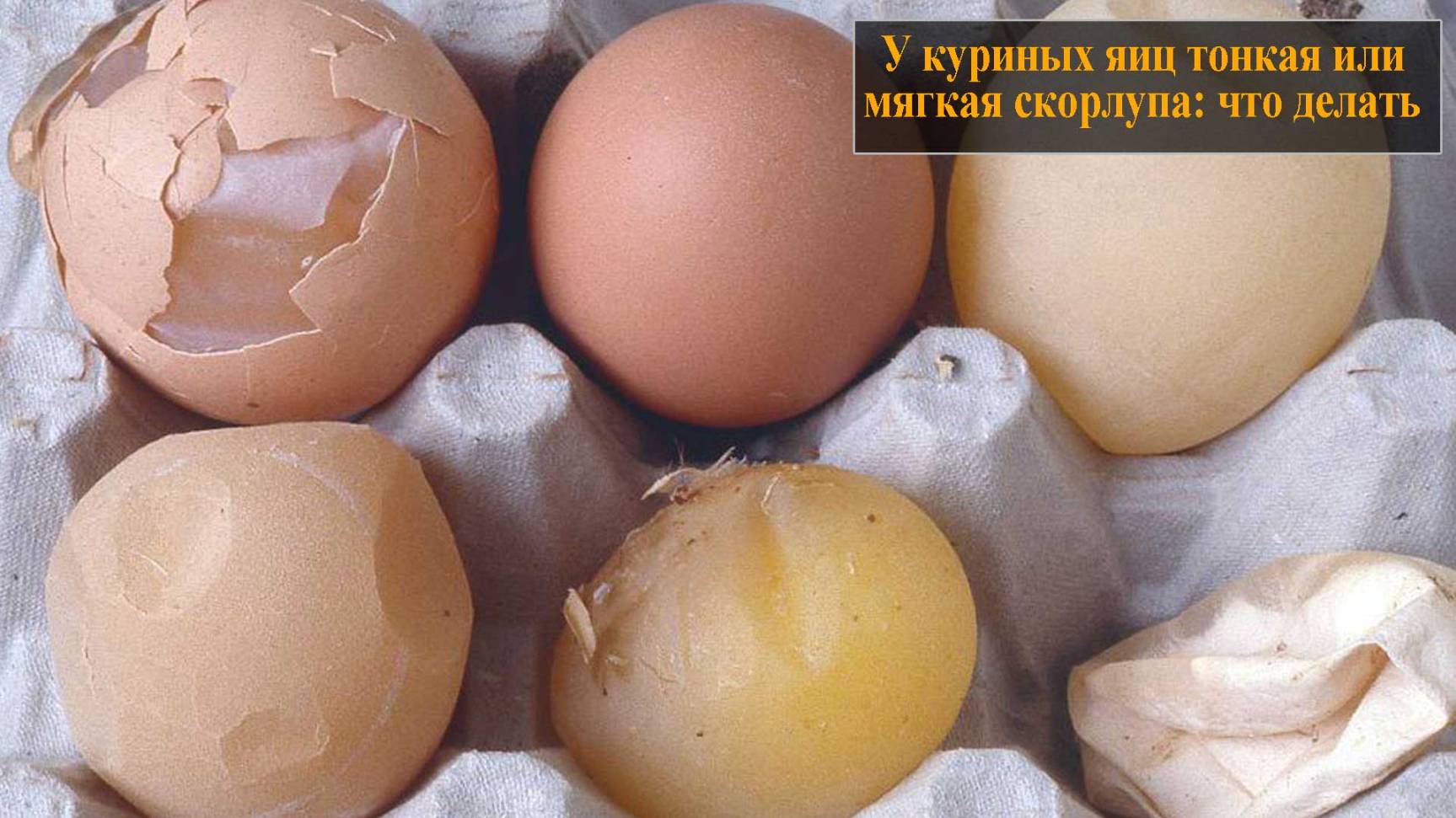 У куриных яиц тонкая или мягкая скорлупа, что делать