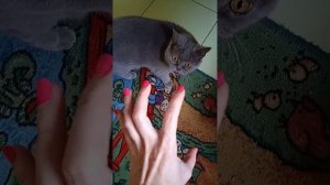 Змей или кот-боксёр😁😁😁 или кто кого 😁😺