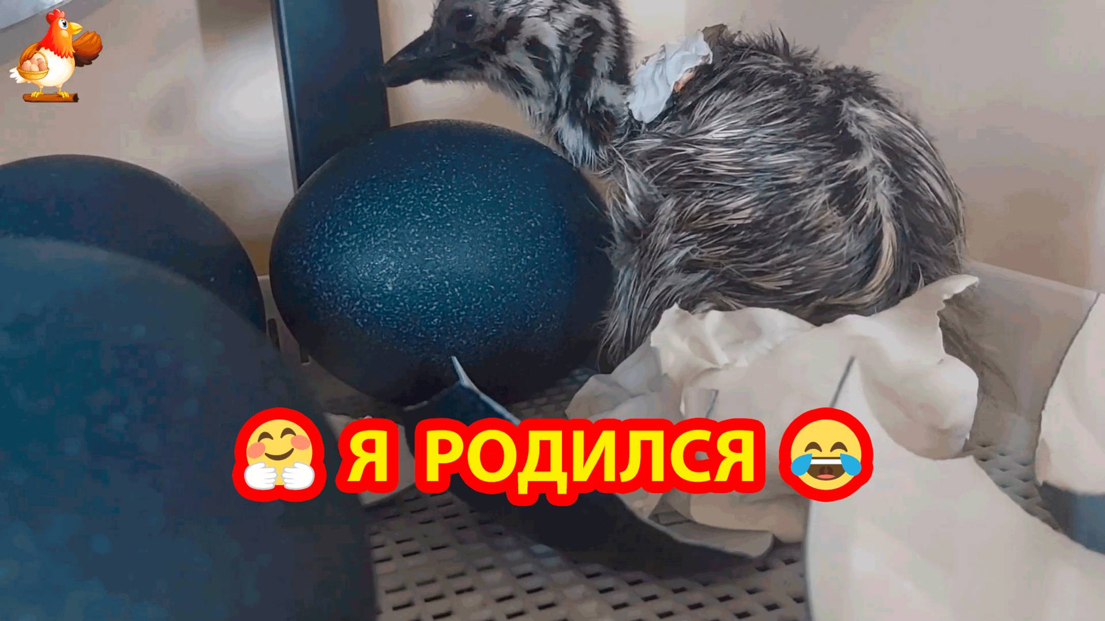 Эму вылупляется и прогулки на траве подрастающих Страусят ❣️😂🥰