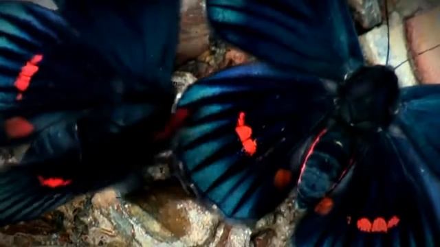 Божественные создания Бабочки 1 смотреть онлайн