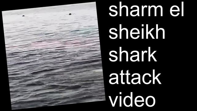 Sharm El Sheikh Shark Attack Video | Egypt Shark Attack 2022 Video | Shark Attack Sharm El-Sheikh. смотреть онлайн